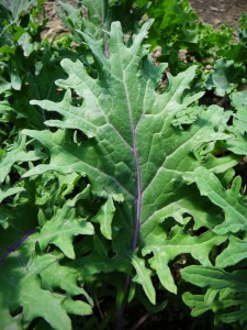 red russian kale