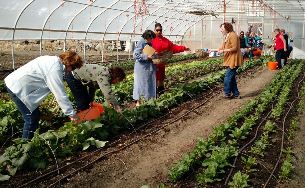 teachers harvesting as part of tour greens