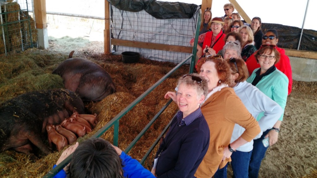 teachers visit with pigs