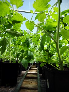 tomato starts greenhouse