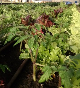 tomatoes interplanted with lettuce