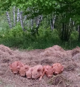 piglets in v form