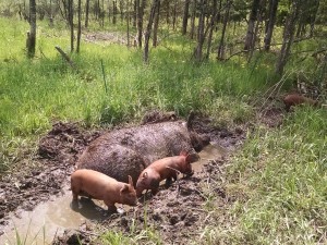 ramona sow and piglets in mud puddle in may