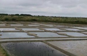 salt marshes