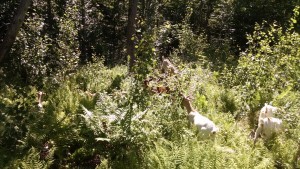 goats grazing in brushy fence edge