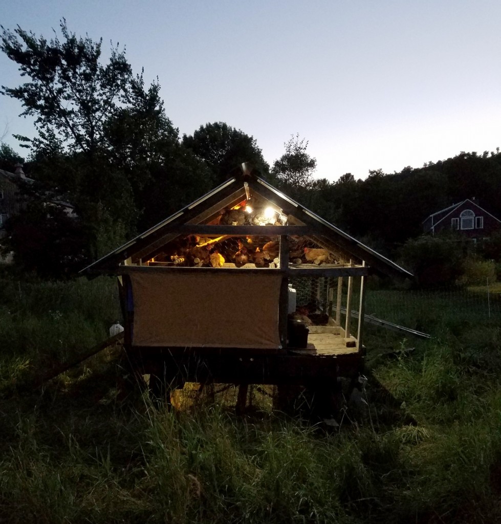 hens solar lights