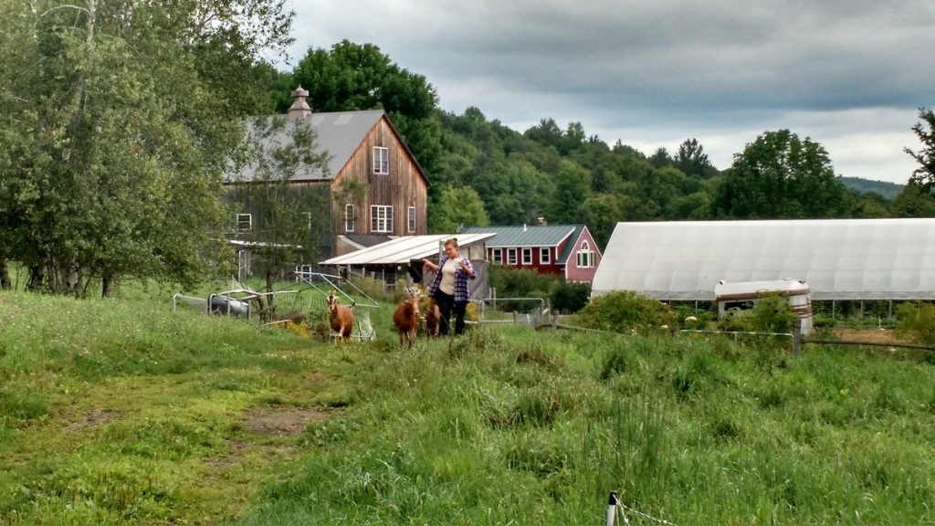 kat moving goats