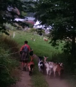 kat walking goats through farm