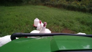 turkeys inspecting gator driver