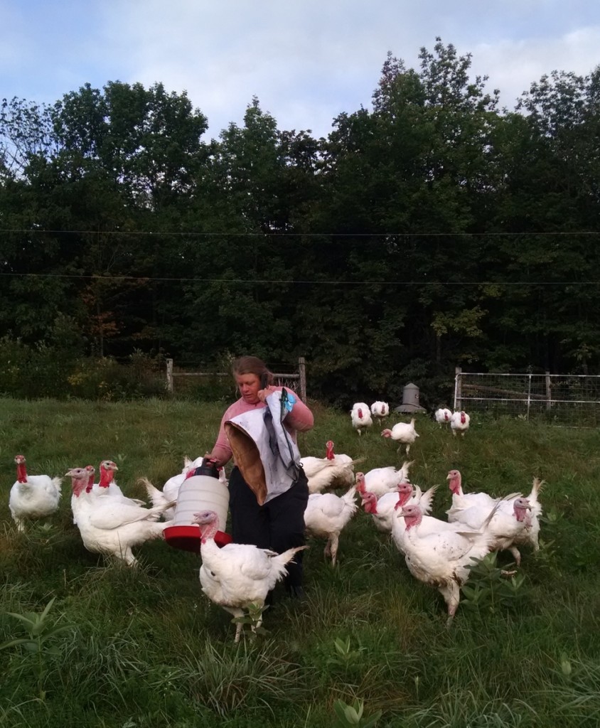 mari-walking-turkeys-to-processing