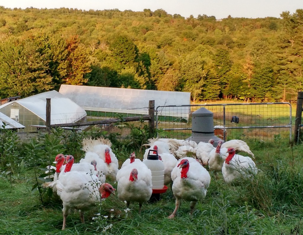 cropped-turkeys-on-hill-with-sept-light