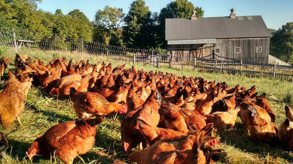 freedom-ranger-chickens-in-field-fall-color