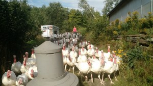 moving-turkeys-with-gator-long-walk