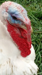 turkey-red-and-blue-colors-close-up