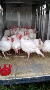 turkeys-in-trailer