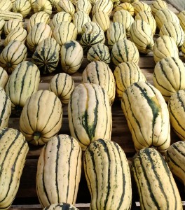 delicata-squash-curing