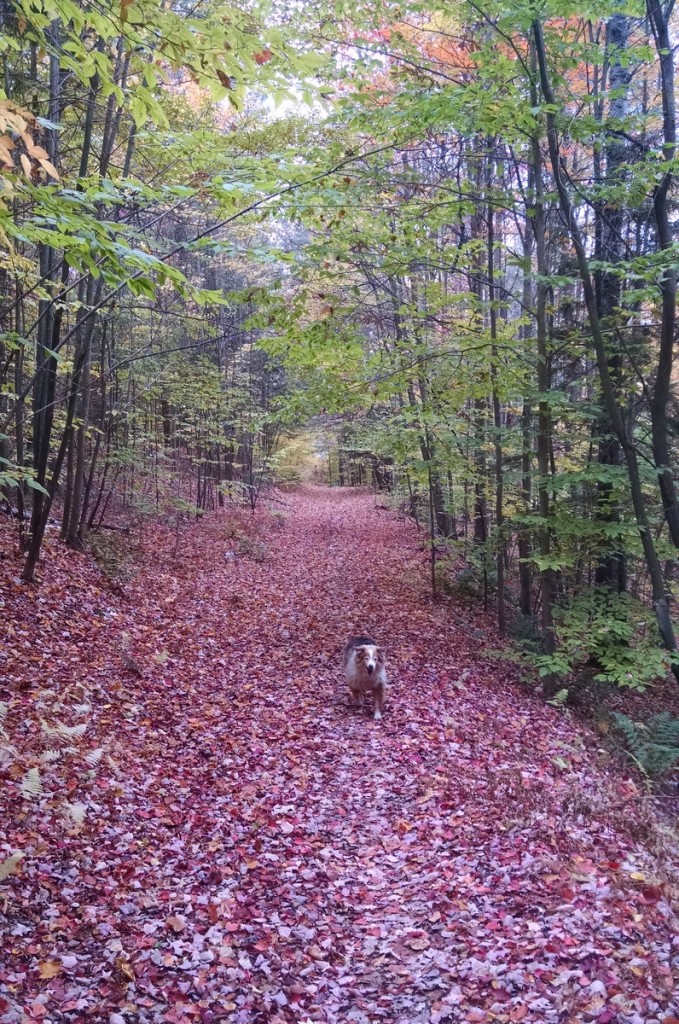 fall-foliage-red-uno-woods