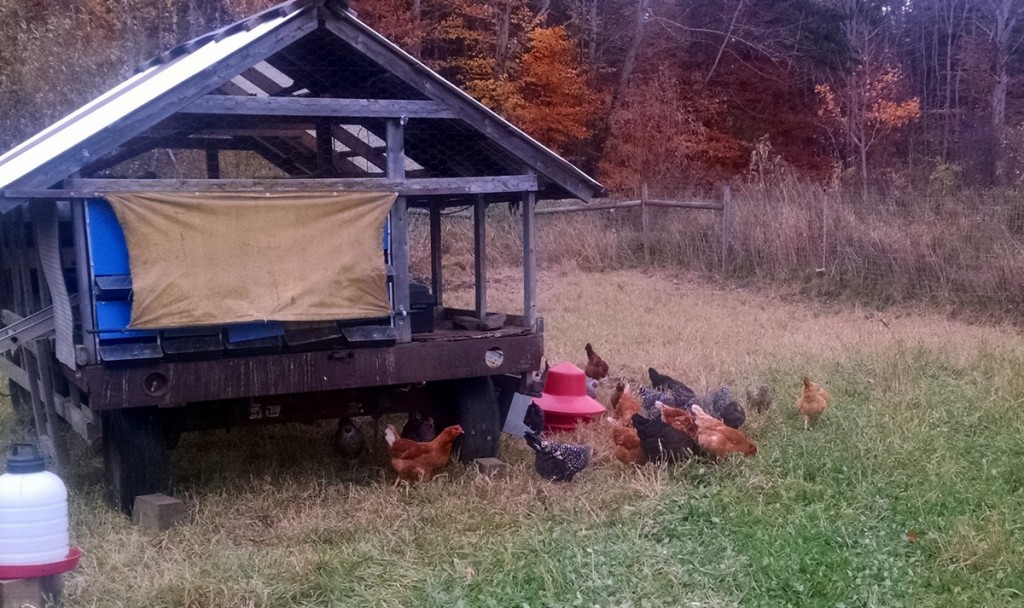 hens-and-wagon