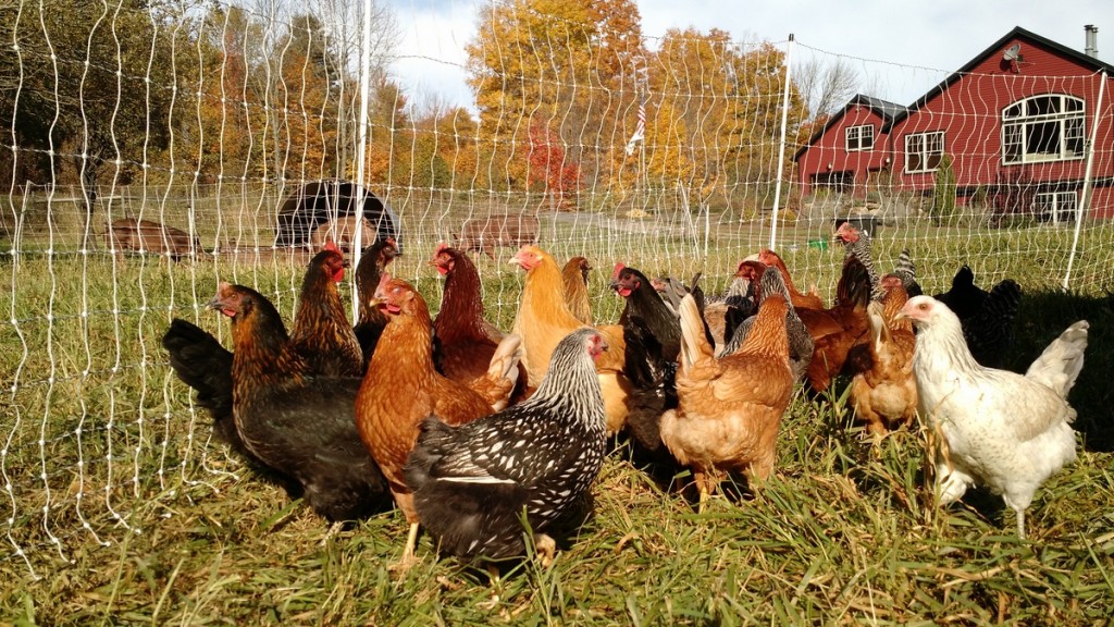 new-pullets-to-be-hens