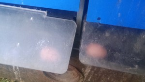 pullet-eggs-in-boxes