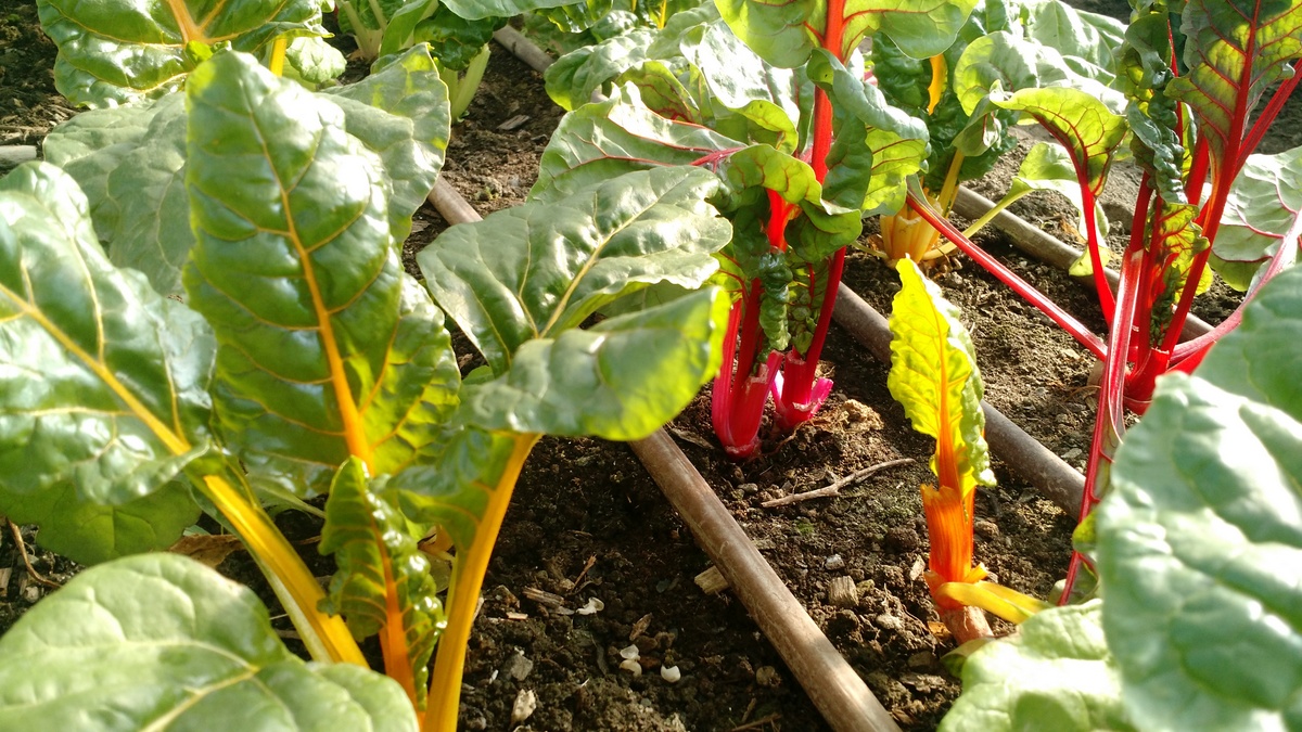 colorful-chard