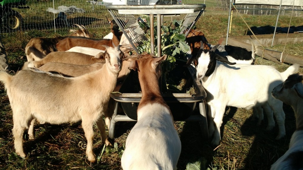 goats-enjoying-brassicas