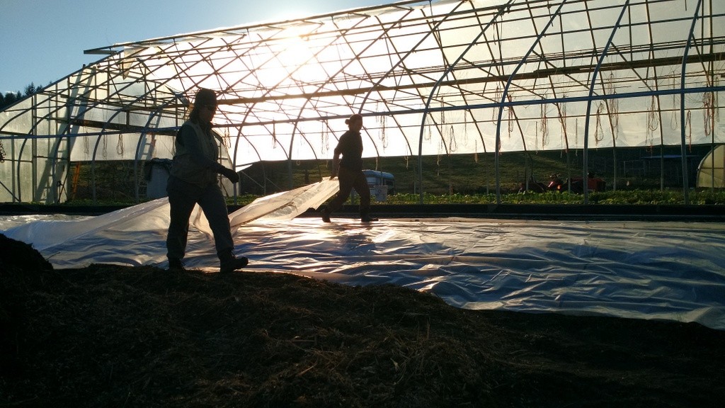 hoophouse-prep-folding-plastic-as-sun-goes-down-laura-darienne-staff