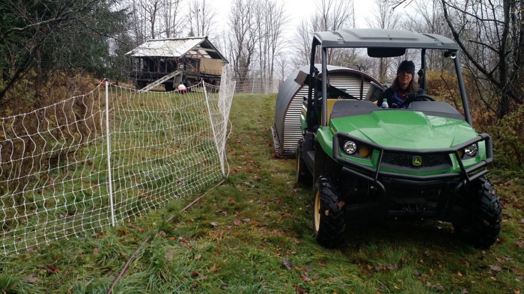 still-moving-animals-on-pasture-in-nov