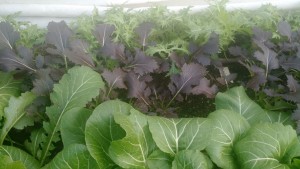 mizuna-bok-choy-hoophouse