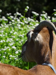 Ingrid goat and buckwheat