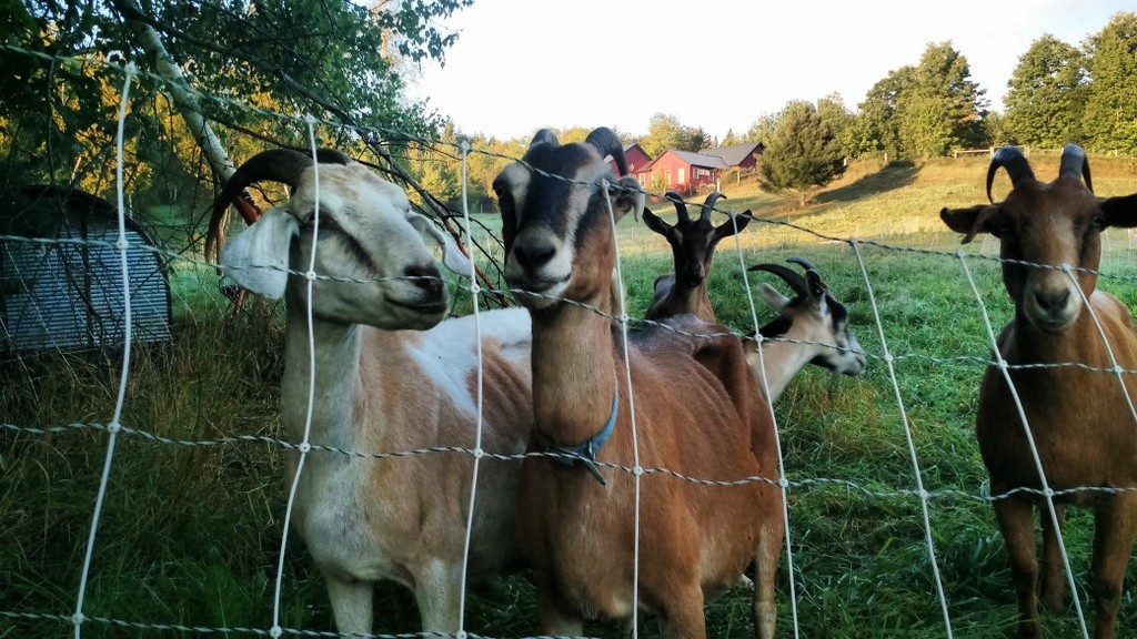 grace adn ingrid last days on goat pasture