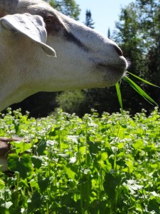 grace grazing goat