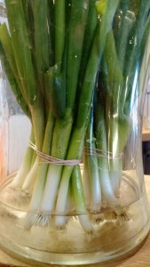 scallions farmstand