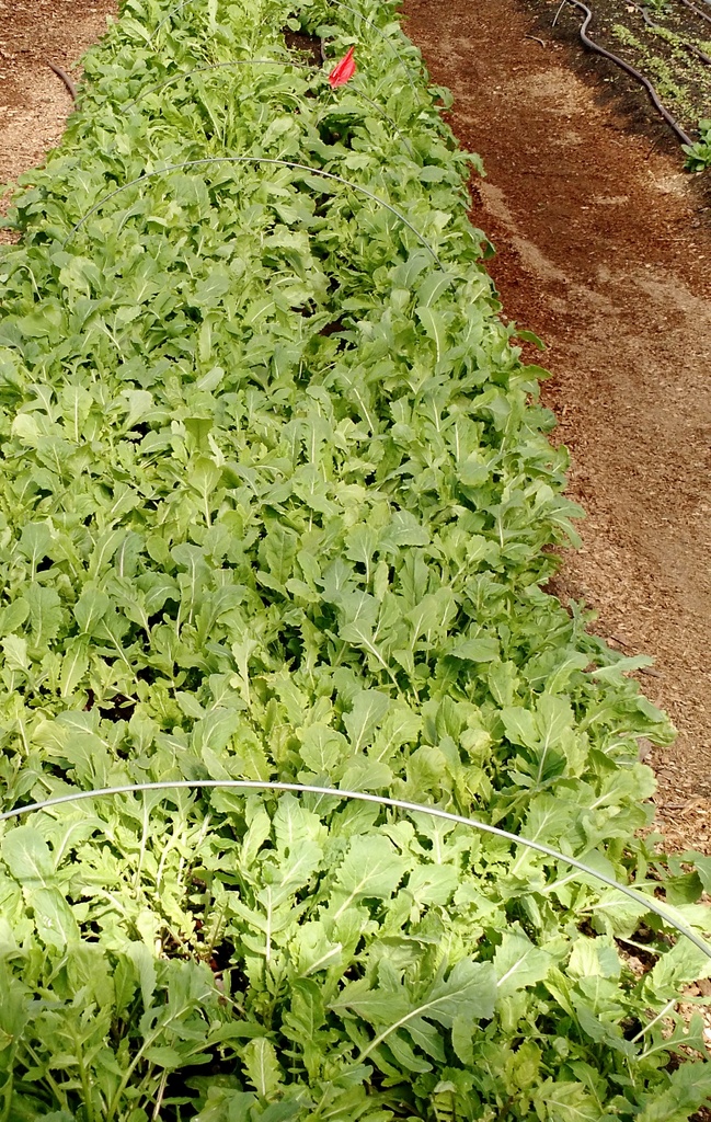 Arugula bed