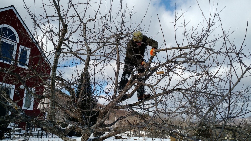 Nicko pruning apple orchard