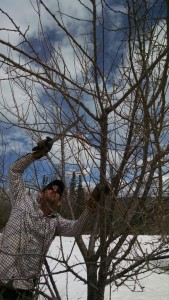 Nicko pruning orchard plum