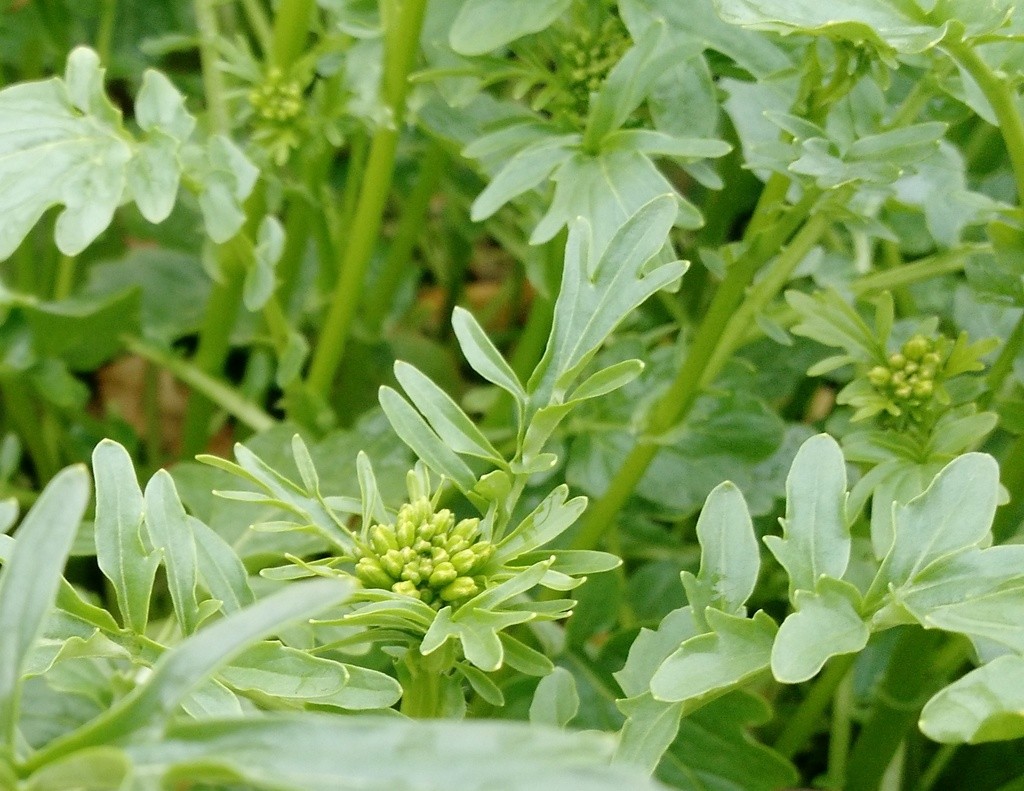 cress flower bud salad green