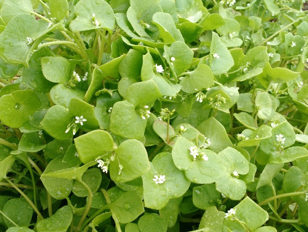 flowering claytonia salad green