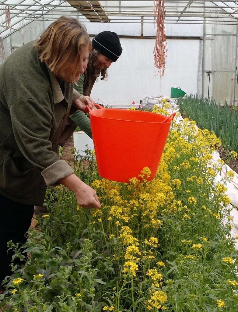 lee and staff picking flowers for salad mizuna