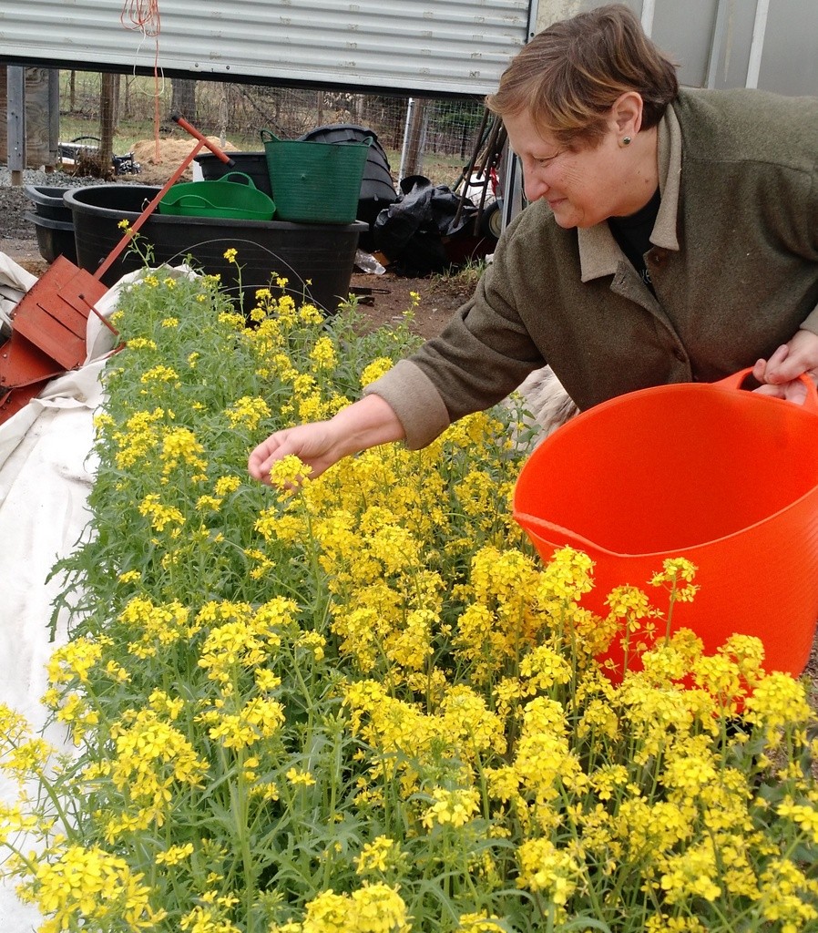 lee picking mizuna salad flowers