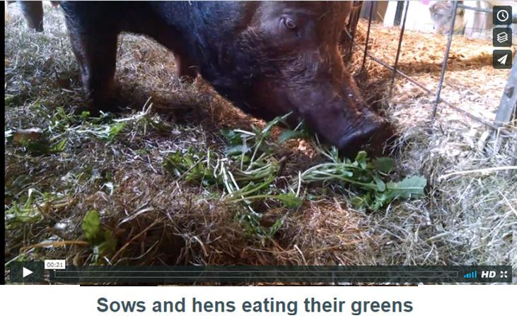 video image sows eating greens