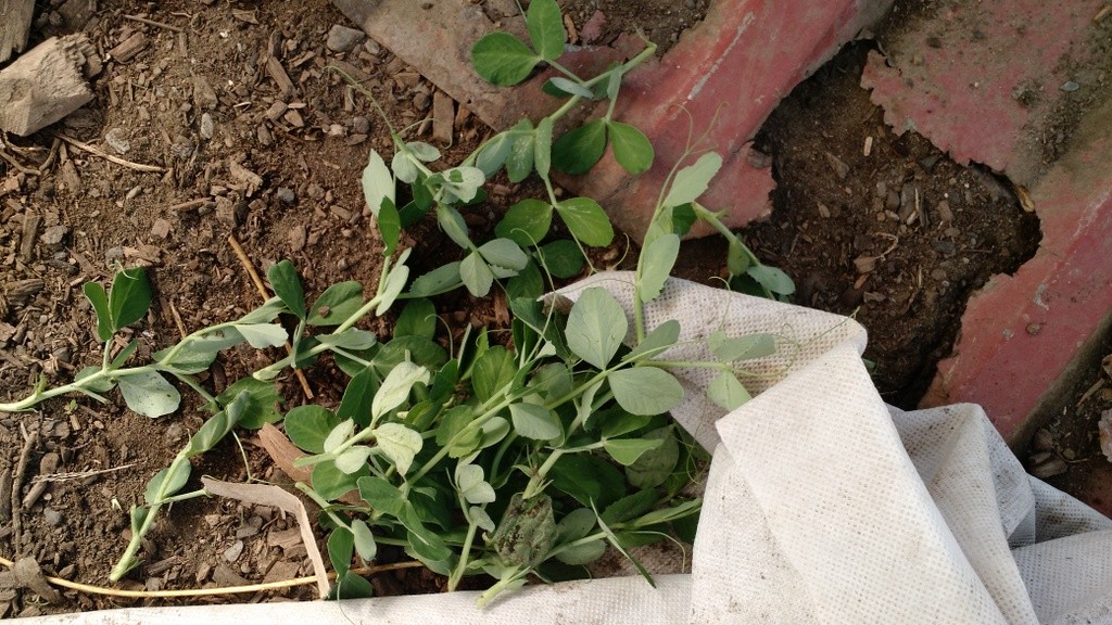 2nd pile of peas harvested by voles B