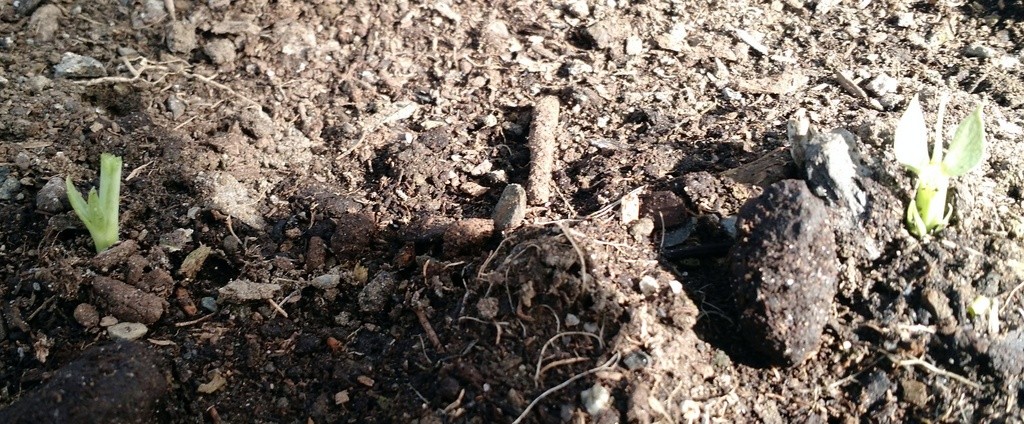 clearcut pea shoots by voles