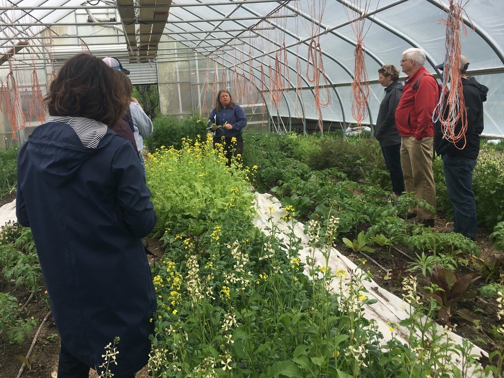 intervale board in hoophouse edible flowers