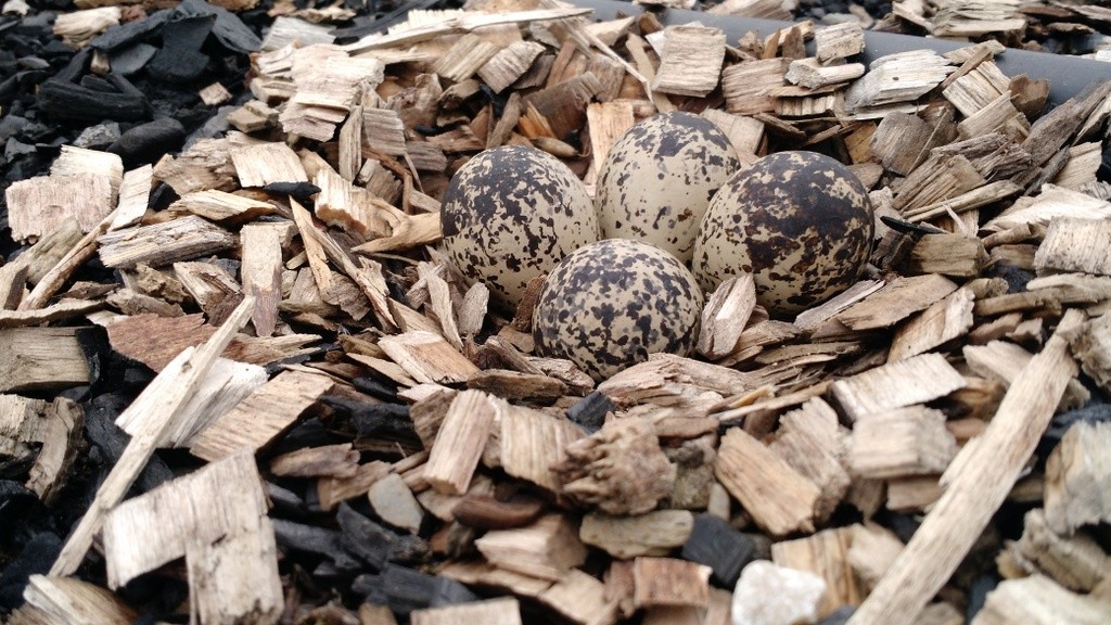 kildeer eggs 4