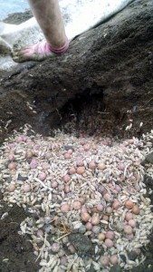 pea and oat seeds stashed underground by voles