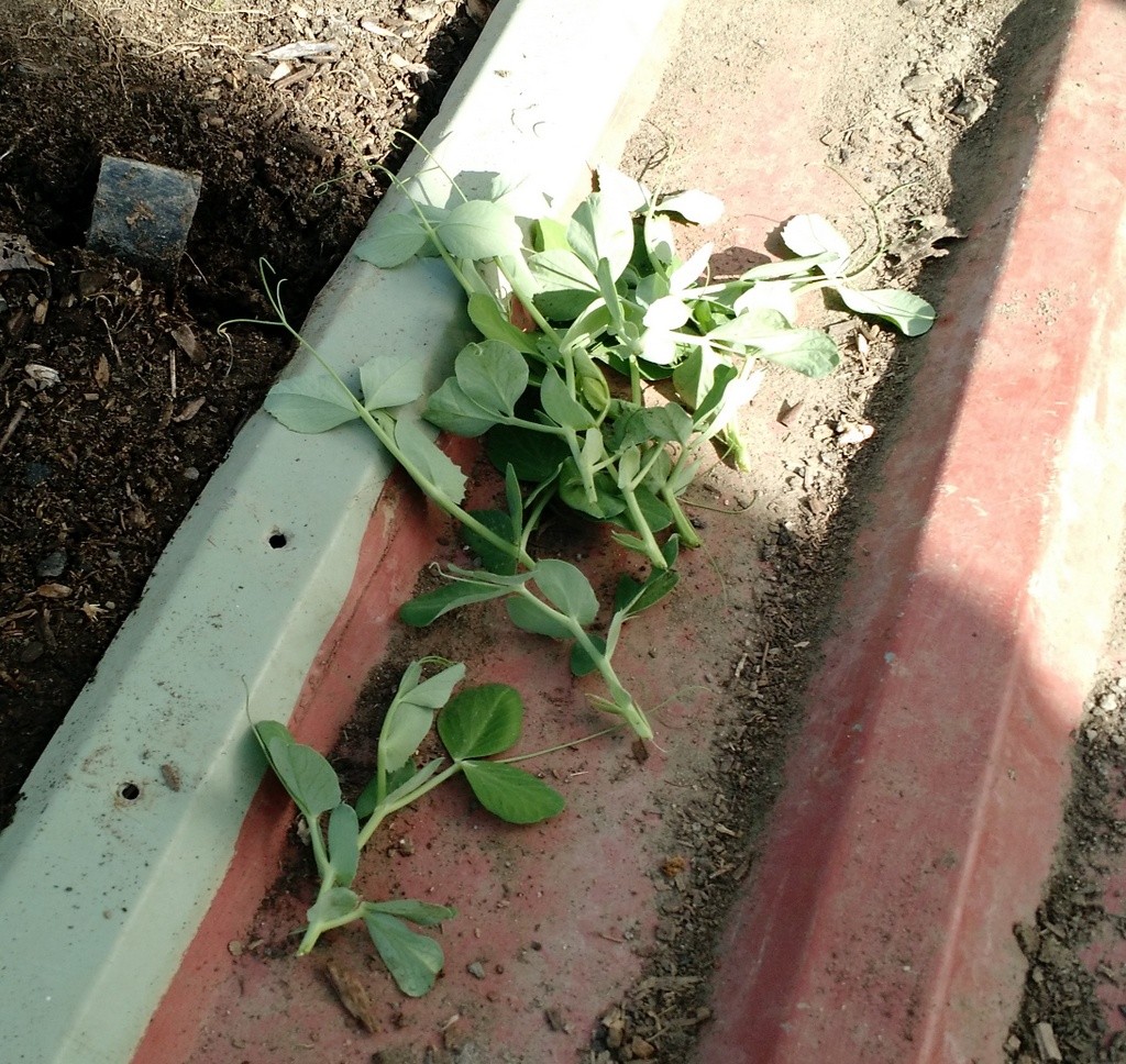 pea tendrils harvested and stacked by voles