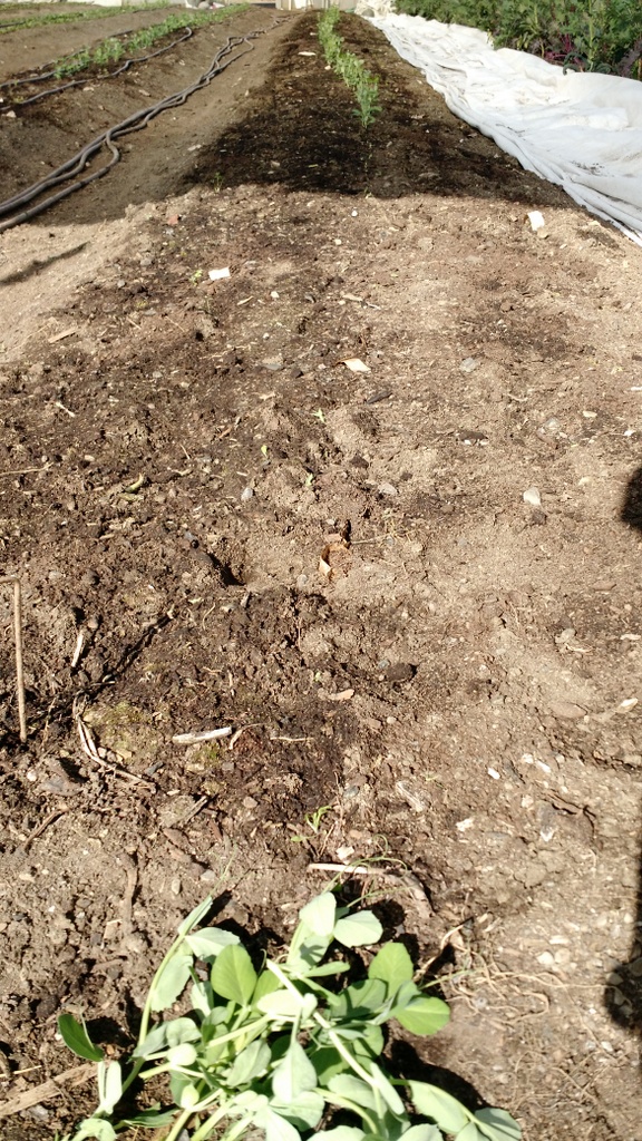 row of peas growing and harvested by voles