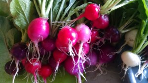 spring radishes