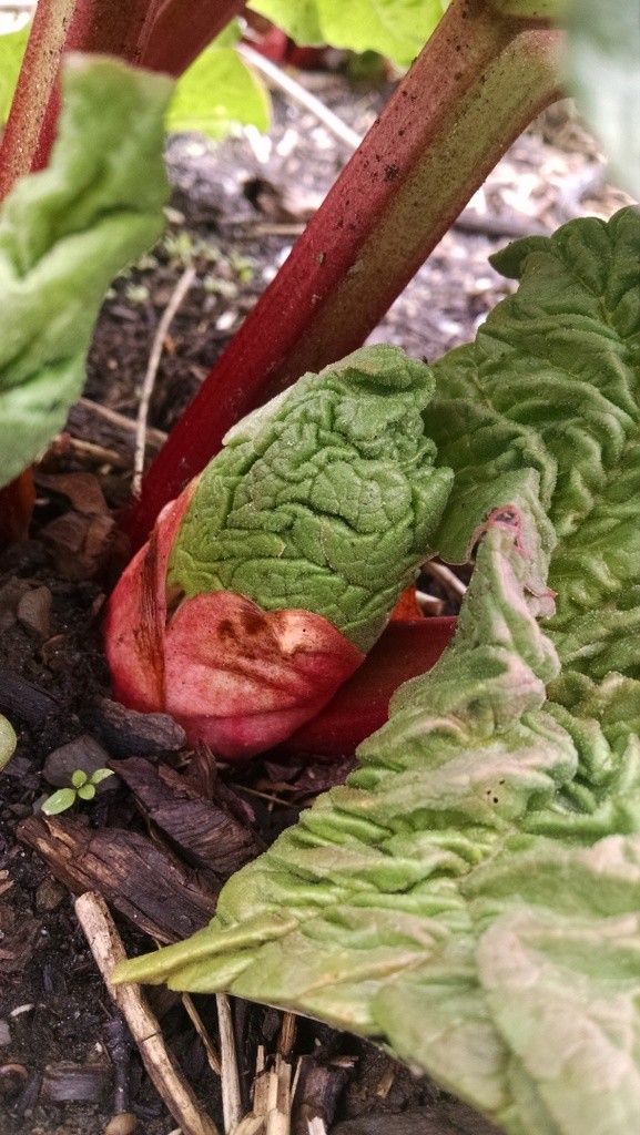 rhubarb sprout